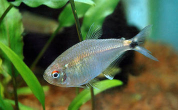 Olho de fogo – Hemigrammus ocellifer