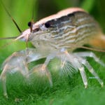 Camarão da madeira – Atyopsis Moluccensis