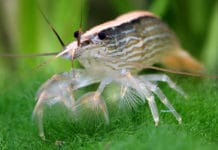 Camarão da madeira – Atyopsis Moluccensis