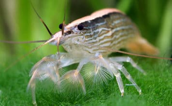 Camarão da madeira – Atyopsis Moluccensis