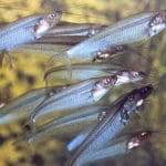 Peixe vidro – Kryptopterus bicirrhis