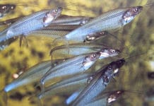 Peixe vidro – Kryptopterus bicirrhis