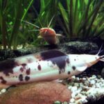 Claria – Clarias batrachus