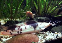 Claria – Clarias batrachus