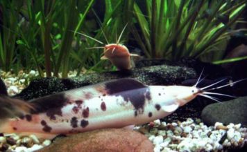 Claria – Clarias batrachus