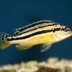 Auratus – Melanochromis auratus