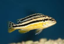 Auratus – Melanochromis auratus