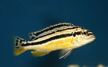 Auratus – Melanochromis auratus