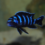 Demasoni Pombo – Pseudotropheus demasoni
