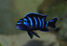 Demasoni Pombo – Pseudotropheus demasoni