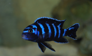 Demasoni Pombo – Pseudotropheus demasoni