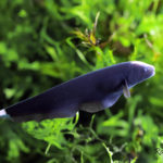 Fantasma negro – Sternarchus albifrons