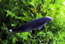 Fantasma negro – Sternarchus albifrons