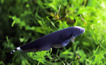 Fantasma negro – Sternarchus albifrons