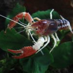 Lagostim vermelho da Luisiana – Procambarus clarkii