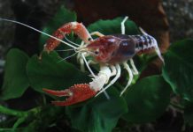Lagostim vermelho da Luisiana – Procambarus clarkii