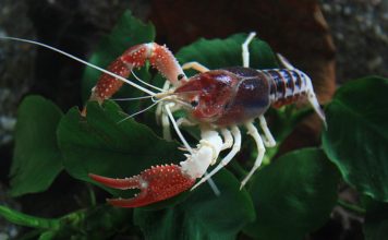Lagostim vermelho da Luisiana – Procambarus clarkii