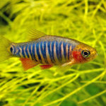 Danio esmeralda anão – Danio erythromicron
