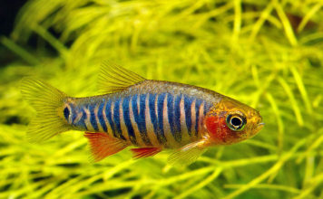 Danio esmeralda anão – Danio erythromicron