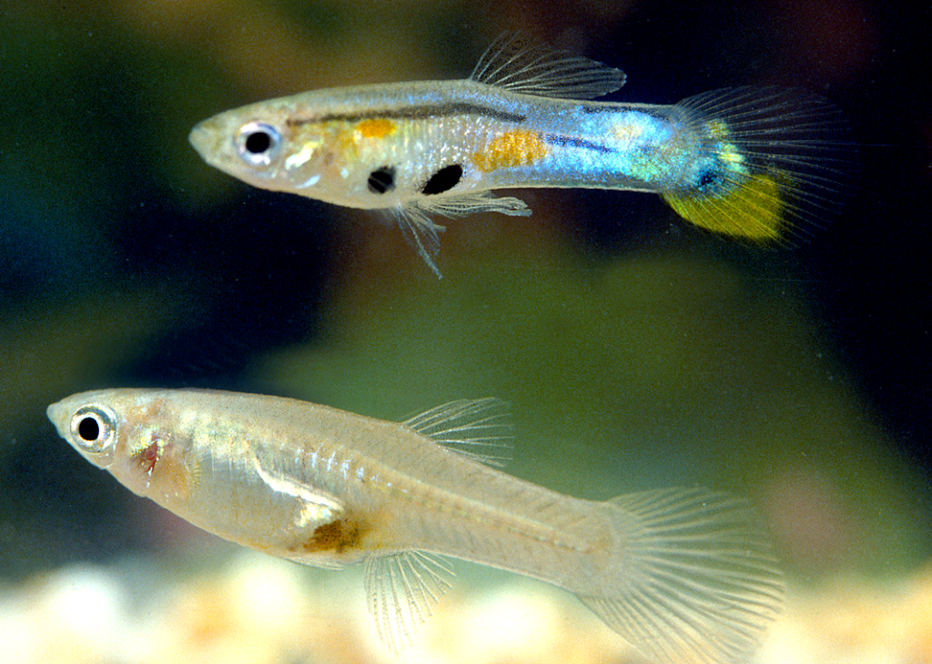 Poecilia reticulata
