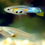 Poecilia reticulata: O Vibrante Guppy que Encanta Aquariofilios