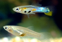 Poecilia reticulata: O Vibrante Guppy que Encanta Aquariofilios