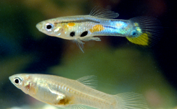 Poecilia reticulata: O Vibrante Guppy que Encanta Aquariofilios