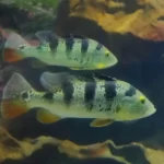 Cichla ocellaris – Tucunaré: O Predador Elegante da Amazónia