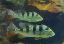 Cichla ocellaris – Tucunaré: O Predador Elegante da Amazónia