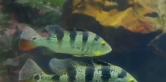 Cichla ocellaris – Tucunaré: O Predador Elegante da Amazónia