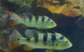 Cichla ocellaris – Tucunaré: O Predador Elegante da Amazónia