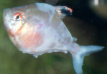 Costiose (Costia – Ichthyobodo): Parasita de Pele e Guelras em Peixes de Aquário