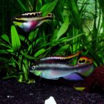 Pelvicachromis pulcher: O Ciclídeo Anão Colorido e Fascinante
