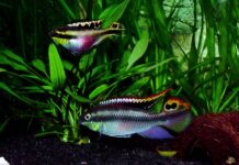 Pelvicachromis pulcher: O Ciclídeo Anão Colorido e Fascinante