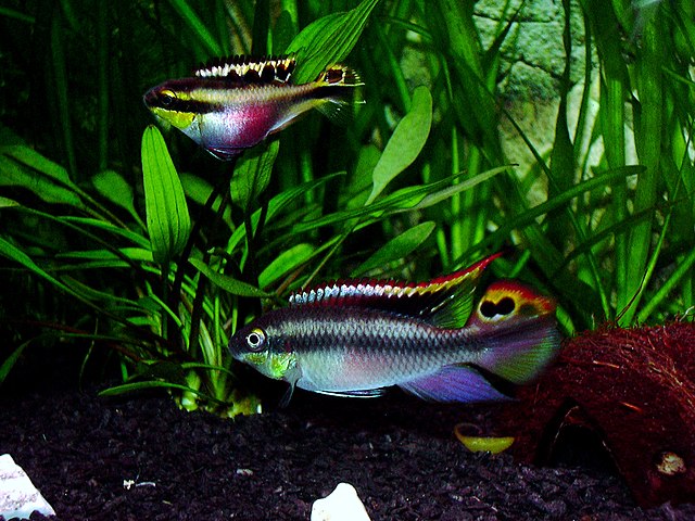 pelvicachromis-pulcher