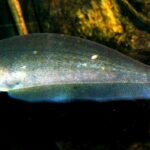 Xenomystus nigri: O Enigmático Peixe-Faca Africano