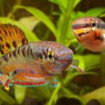 Aphyosemion bivittatum: Um Tesouro Colorido da África Ocidental