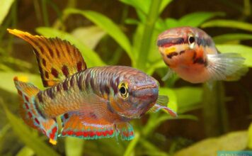 Aphyosemion bivittatum: Um Tesouro Colorido da África Ocidental