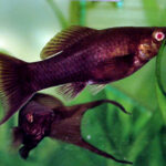 Poecilia sphenops: O Molly Resistente e Sociável dos Aquários Poecilia sphenops