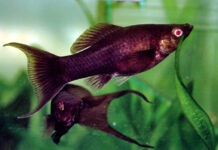 Poecilia sphenops: O Molly Resistente e Sociável dos Aquários Poecilia sphenops