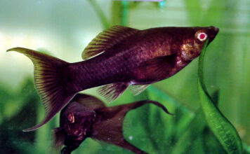 Poecilia sphenops: O Molly Resistente e Sociável dos Aquários Poecilia sphenops