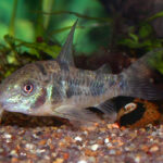 Corydoras paleatus: O Faxineiro dos Aquários Comunitários