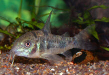 Corydoras paleatus: O Faxineiro dos Aquários Comunitários