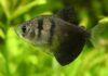 Gymnocorymbus ternetzi: O Tetra Negro, Um Peixe Ativo e Versátil para Aquários Comunitários