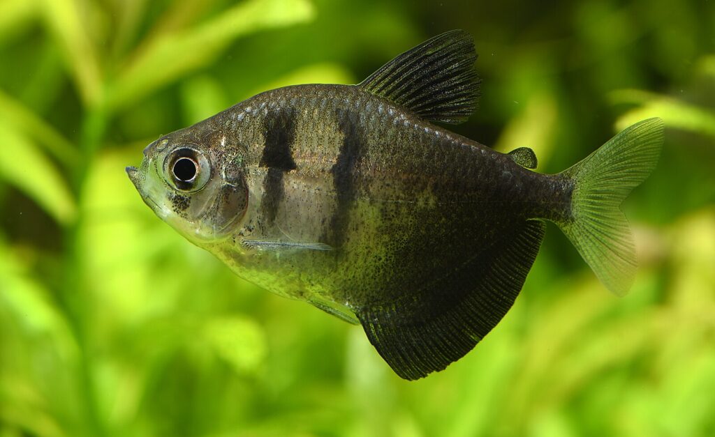 Gymnocorymbus ternetzi