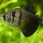 Gymnocorymbus ternetzi: O Tetra Negro, Um Peixe Ativo e Versátil para Aquários Comunitários