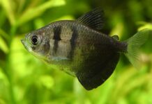 Gymnocorymbus ternetzi: O Tetra Negro, Um Peixe Ativo e Versátil para Aquários Comunitários