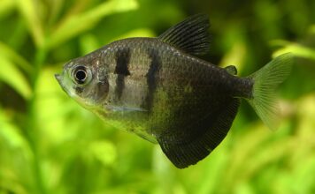 Gymnocorymbus ternetzi: O Tetra Negro, Um Peixe Ativo e Versátil para Aquários Comunitários