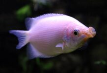 Helostoma temminckii – Beijador: Guia Completo para Aquariofilistas