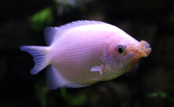 Helostoma temminckii – Beijador: Guia Completo para Aquariofilistas